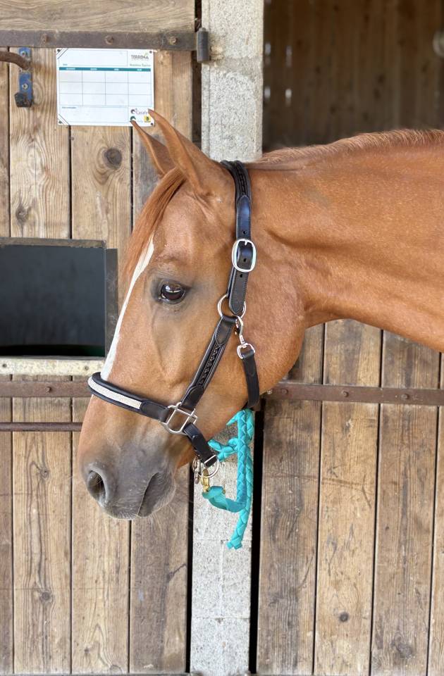Caballo castrado Silla Franc&eacute;s En venta 2019 Alaz&aacute;n por ZANDOR Z