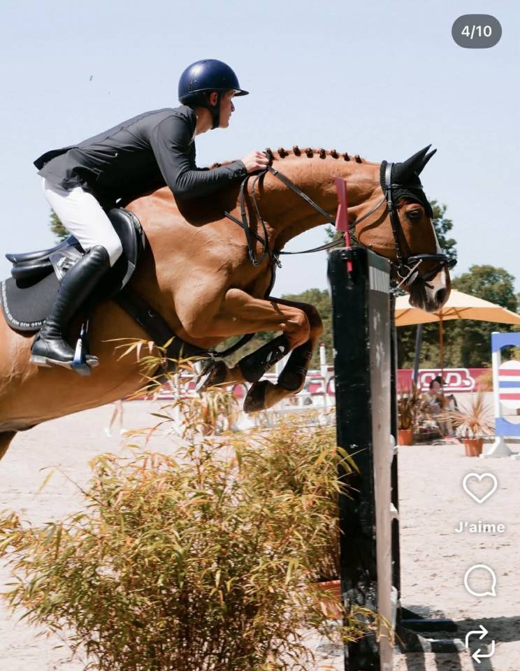 Caballo castrado Silla Franc&eacute;s En venta 2019 Alaz&aacute;n por ZANDOR Z