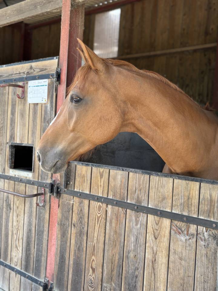 Caballo castrado Silla Franc&eacute;s En venta 2019 Alaz&aacute;n por ZANDOR Z