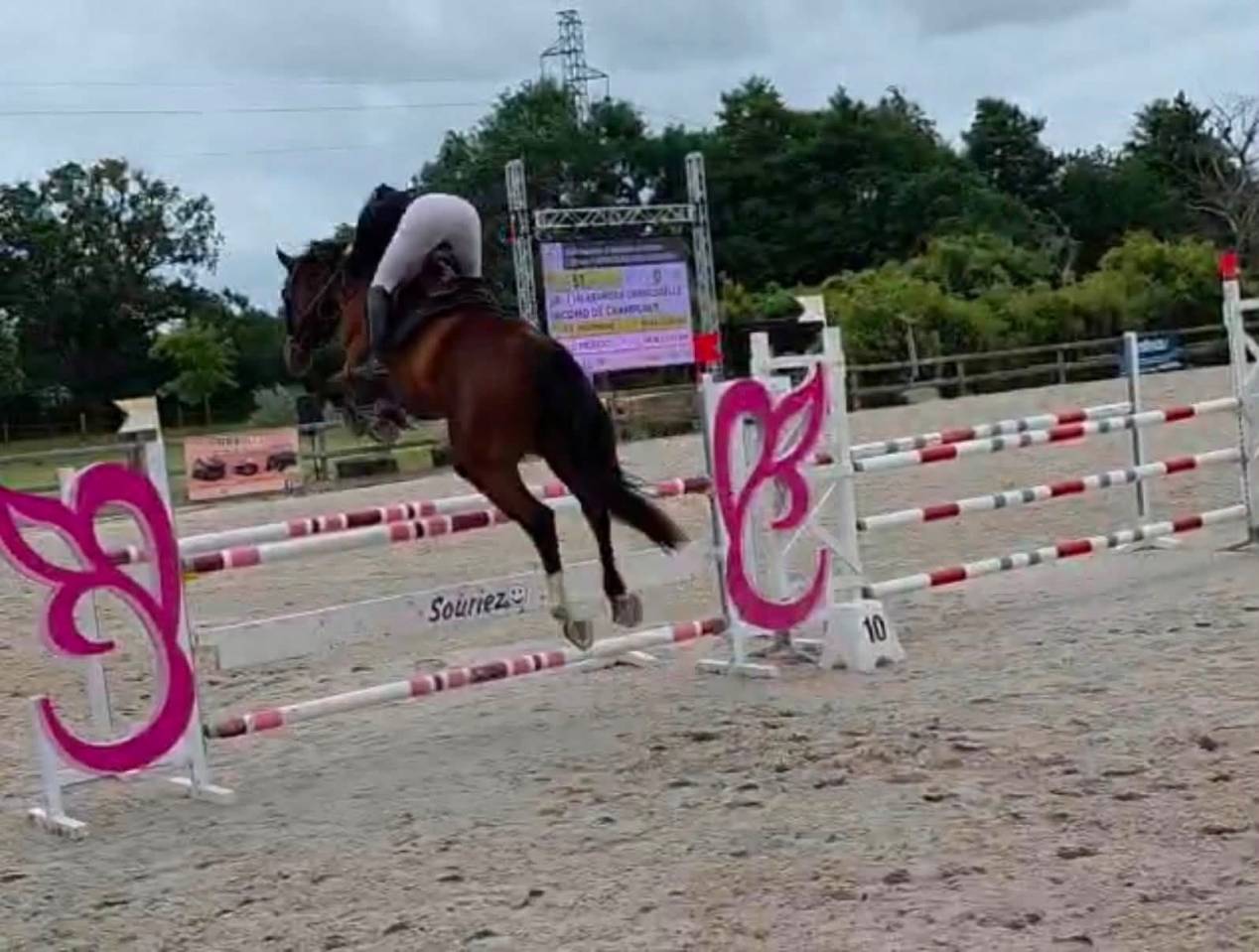 Caballo castrado Silla Franc&eacute;s En venta 2019 Bayo por FETICHE DU PAS