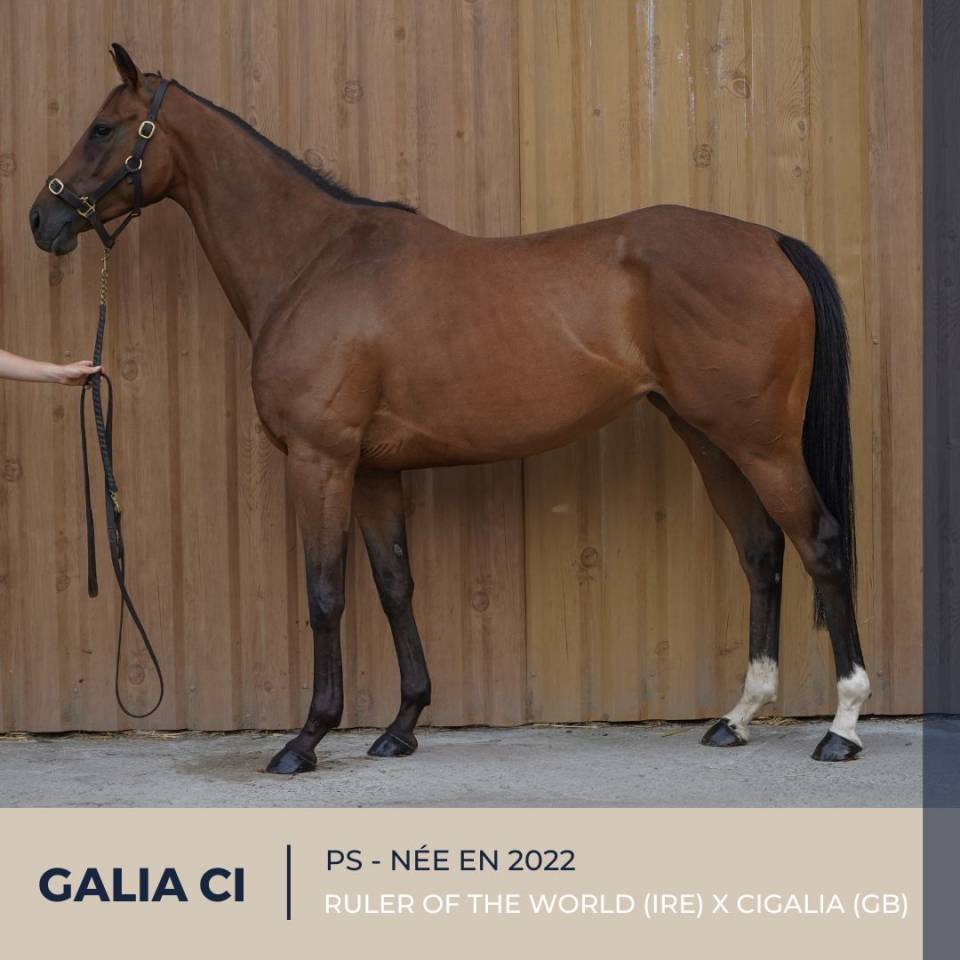 Yegua Pura Sangre En venta 2022 Bayo por RULER OF THE WORLD (IRE)