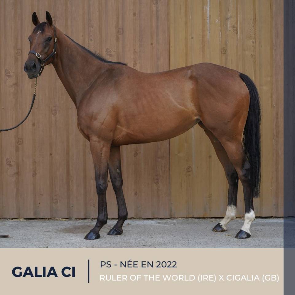 Yegua Pura Sangre En venta 2022 Bayo por RULER OF THE WORLD (IRE)