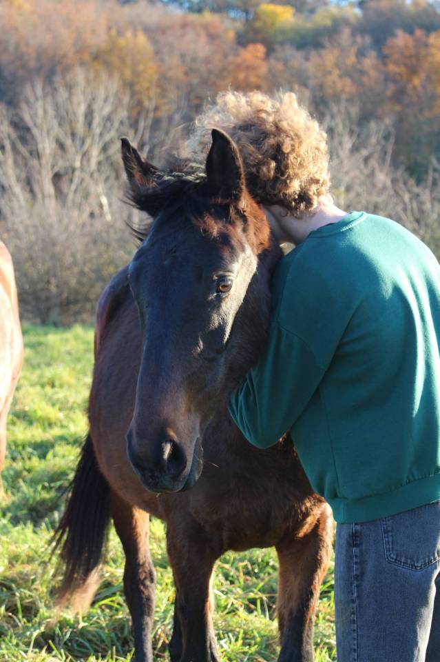 Caballo castrado Anglo-Arabe En venta 2023 Bayo por Visir du Vergnet