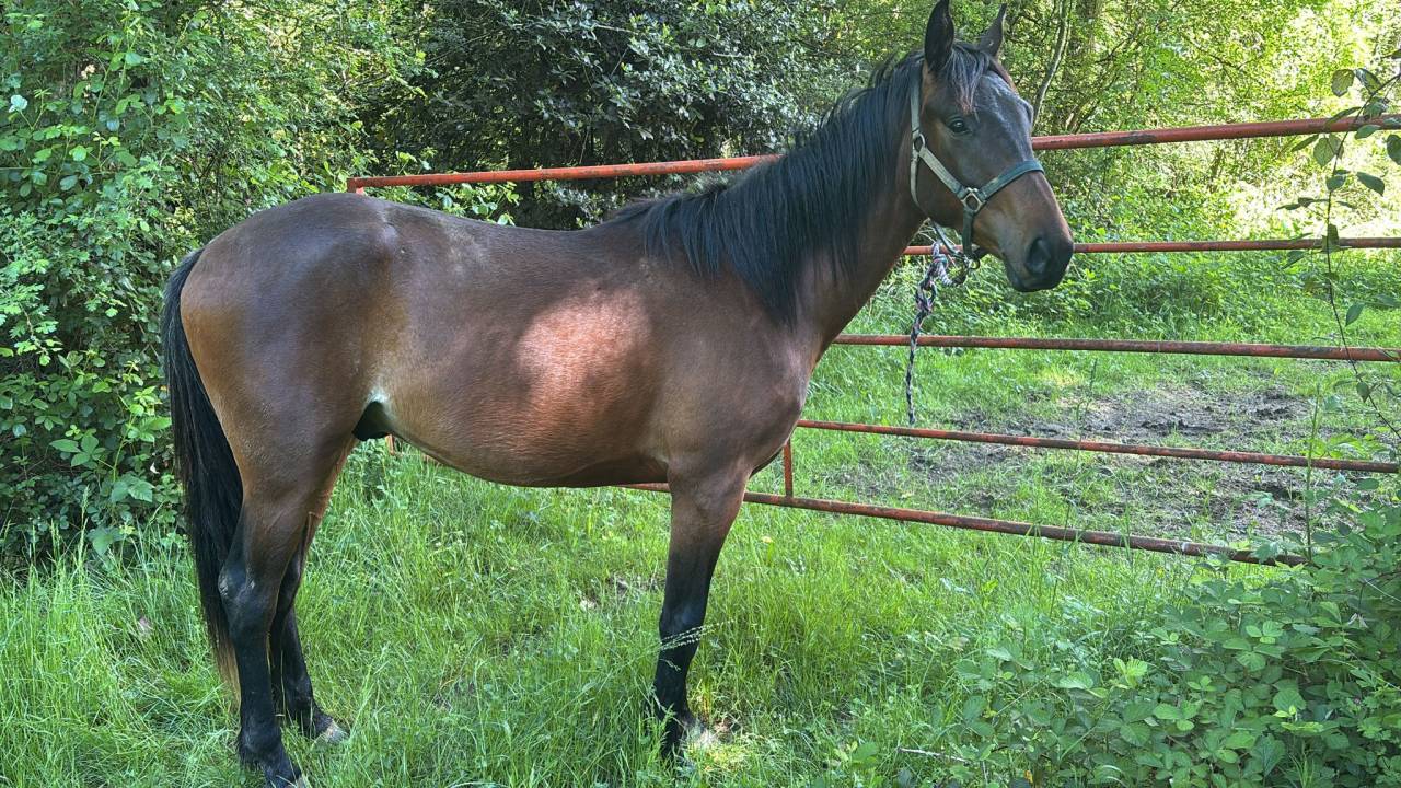Caballo castrado Anglo-Arabe En venta 2023 Bayo por Visir du Vergnet