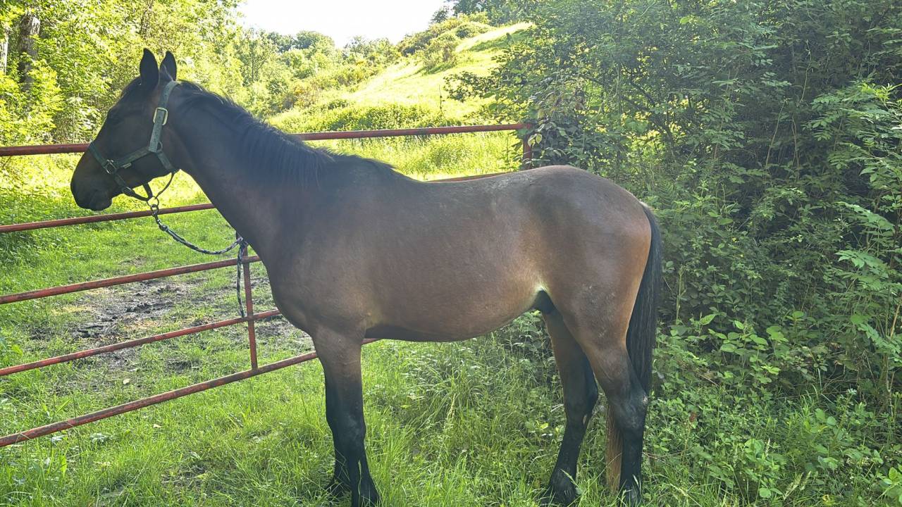 Caballo castrado Anglo-Arabe En venta 2023 Bayo por Visir du Vergnet