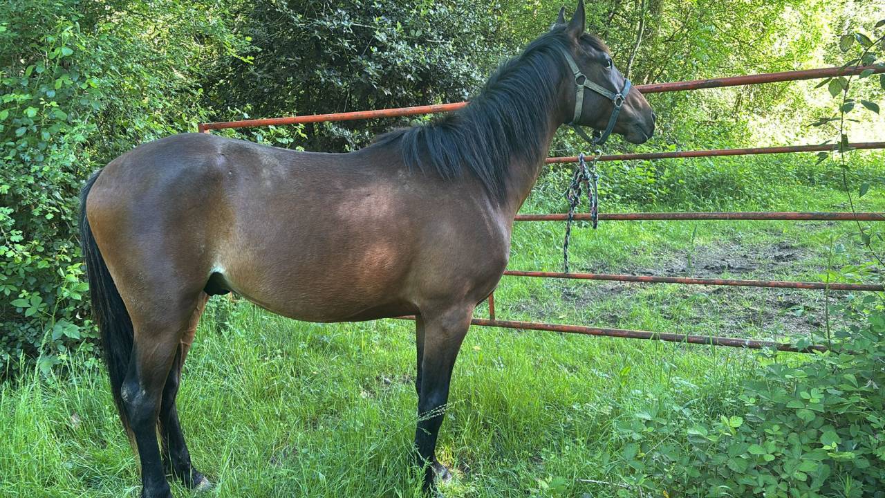 Caballo castrado Anglo-Arabe En venta 2023 Bayo por Visir du Vergnet