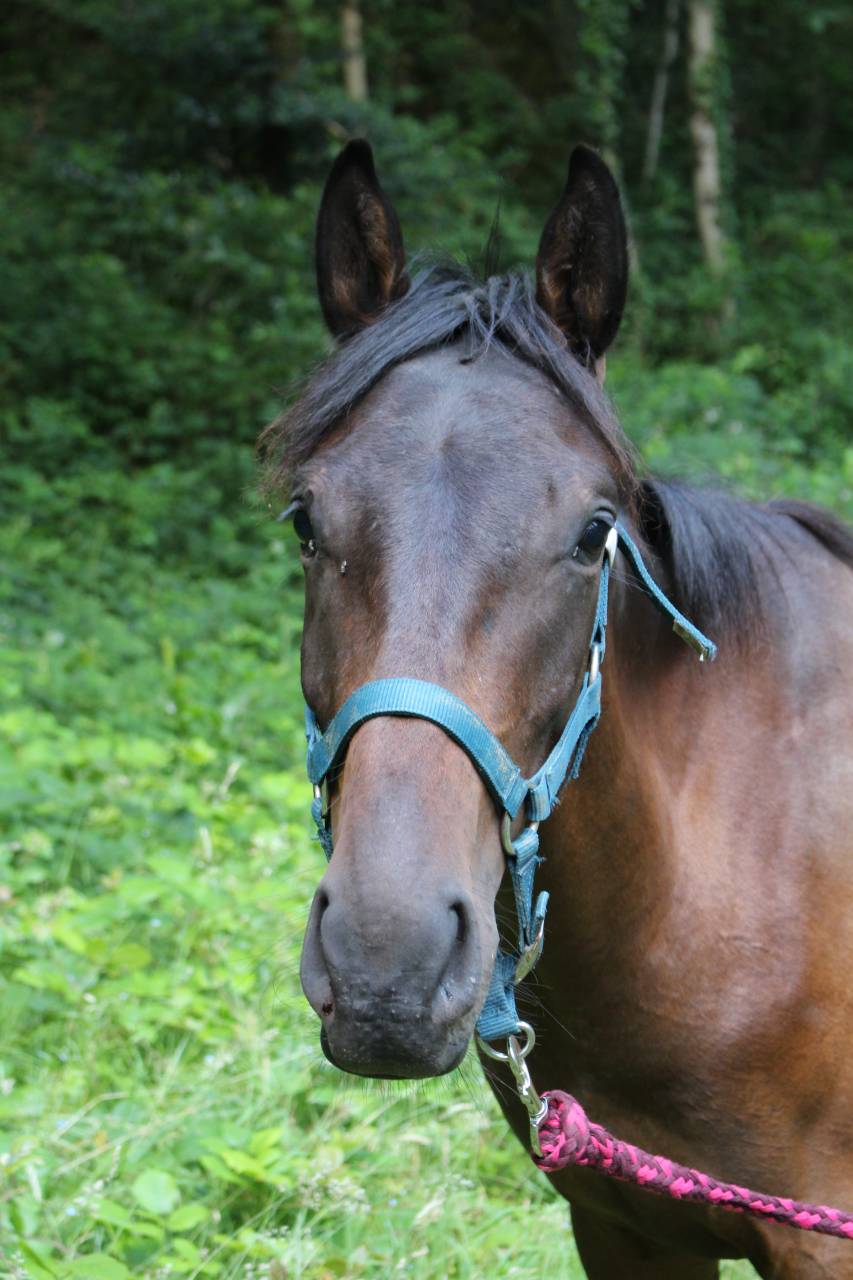 Caballo castrado Anglo-Arabe En venta 2023 Bayo por Visir du Vergnet