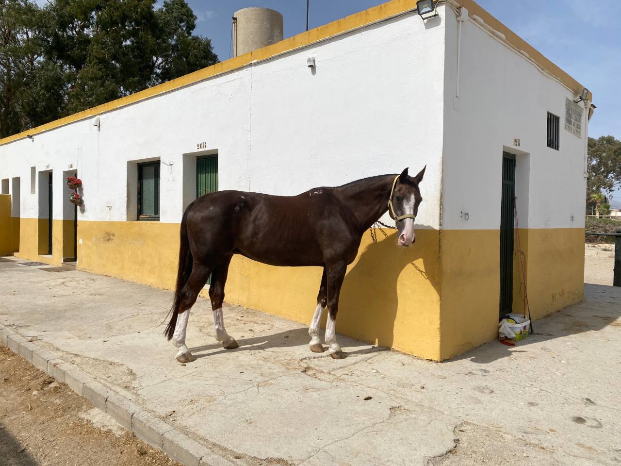 YEGUA HANNOVERIANA (SANCISCO, SANDRO HIT - LONDONDERRY)