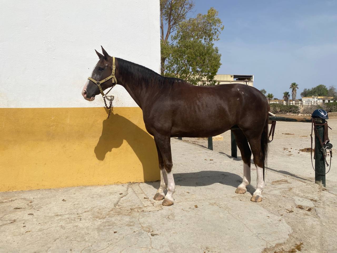 YEGUA HANNOVERIANA (SANCISCO, SANDRO HIT - LONDONDERRY)