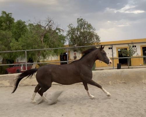 YEGUA HANNOVERIANA (SANCISCO, SANDRO HIT - LONDONDERRY)