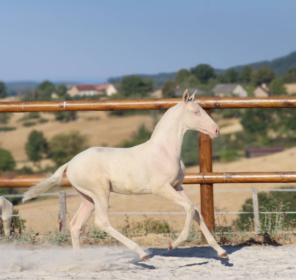 Potranca Lusitano En venta 2026 Cremello por Rei Du Parc