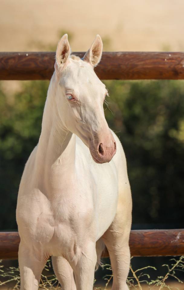 Potranca Lusitano En venta 2026 Cremello por Rei Du Parc