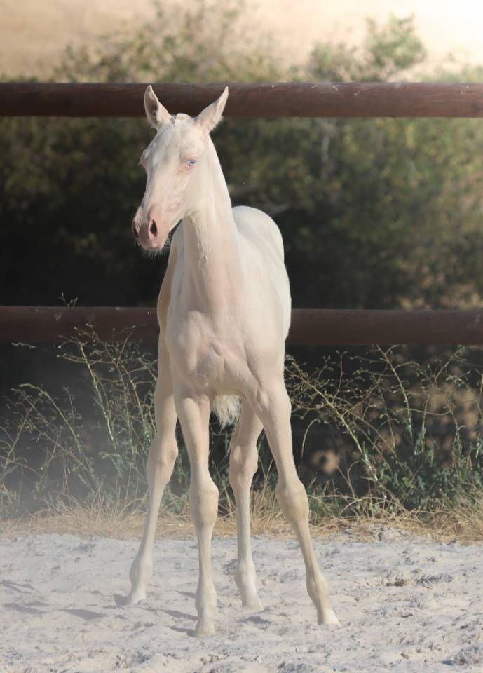 Potranca Lusitano En venta 2026 Cremello por Rei Du Parc