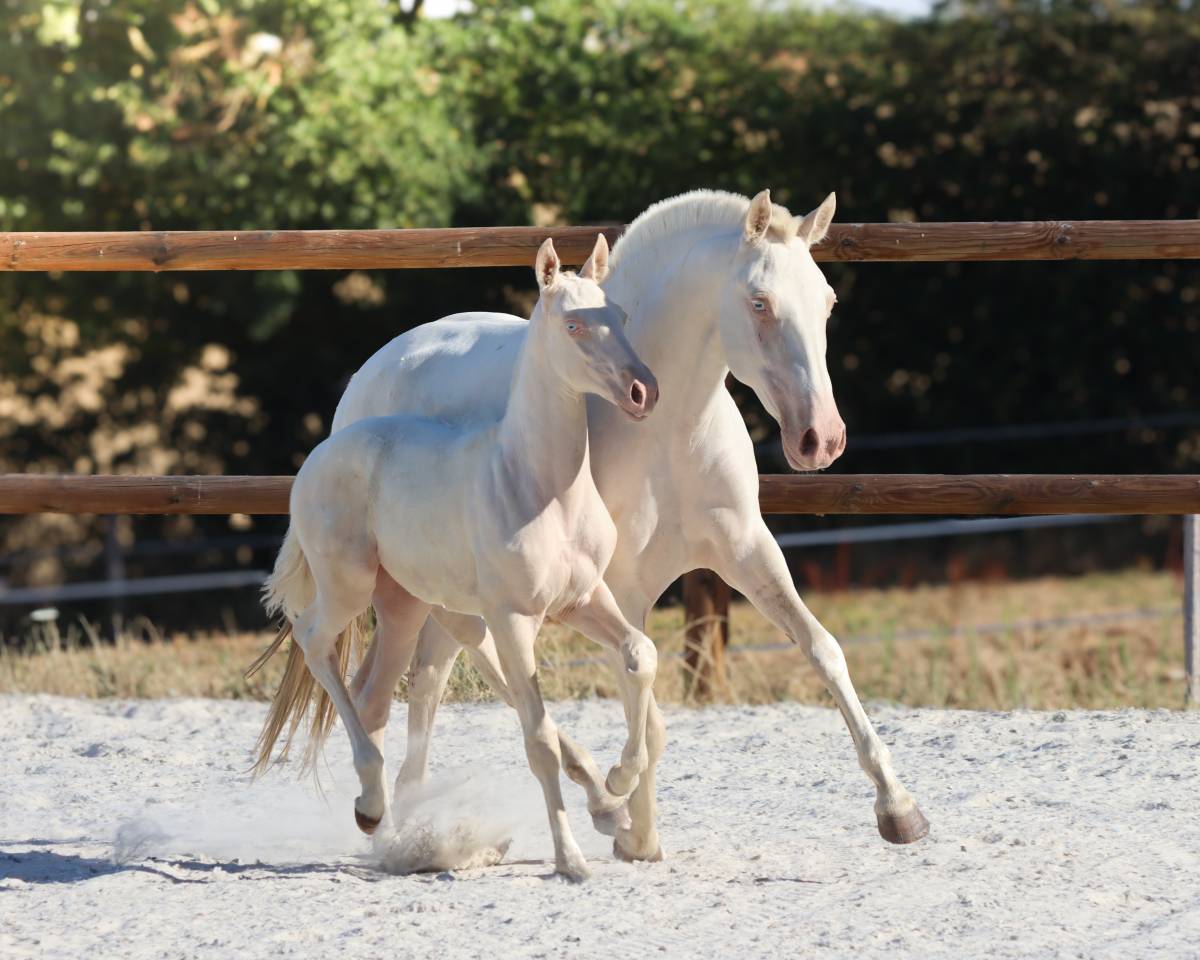 Potranca Lusitano En venta 2026 Cremello por Rei Du Parc