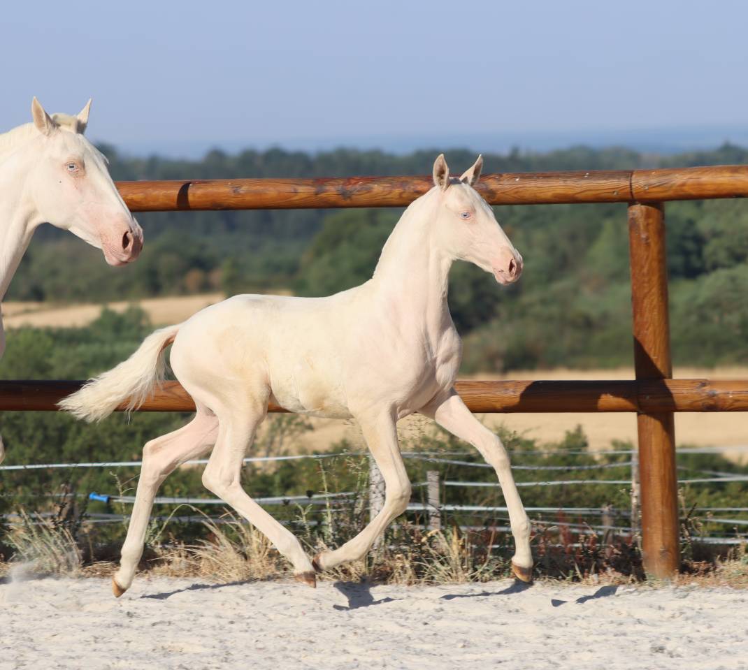 Potranca Lusitano En venta 2026 Cremello por Rei Du Parc