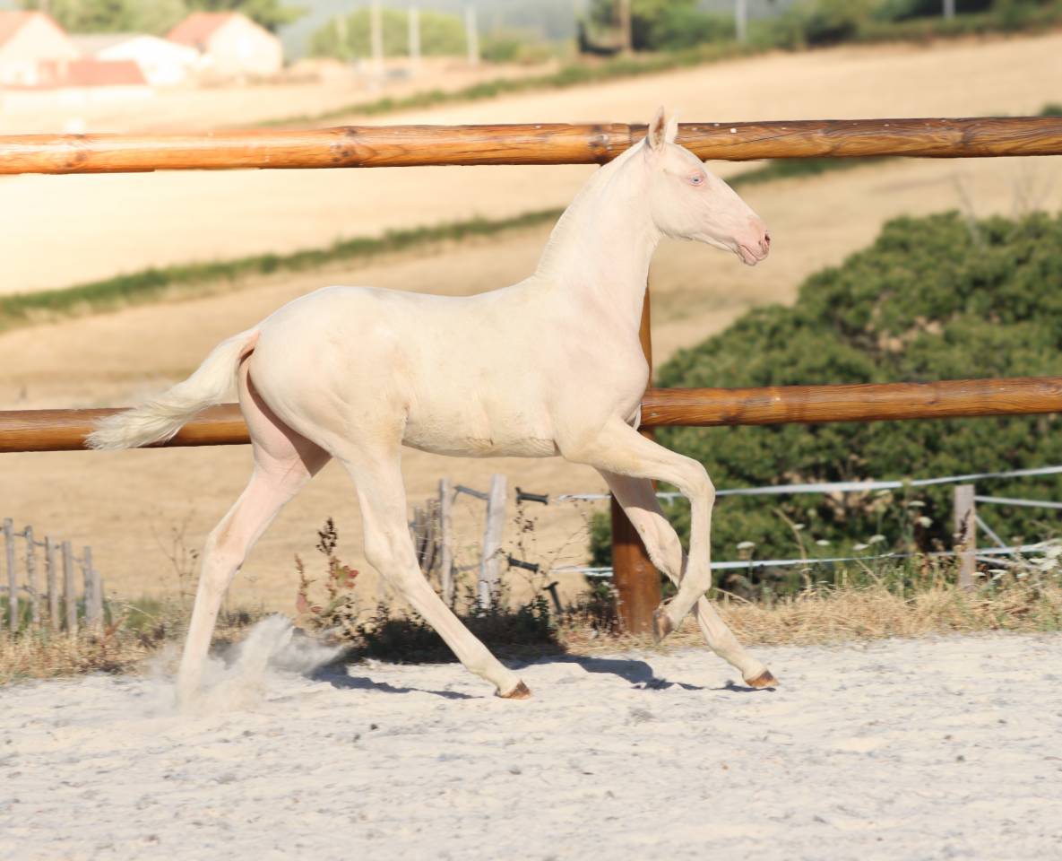 Potranca Lusitano En venta 2026 Cremello por Rei Du Parc