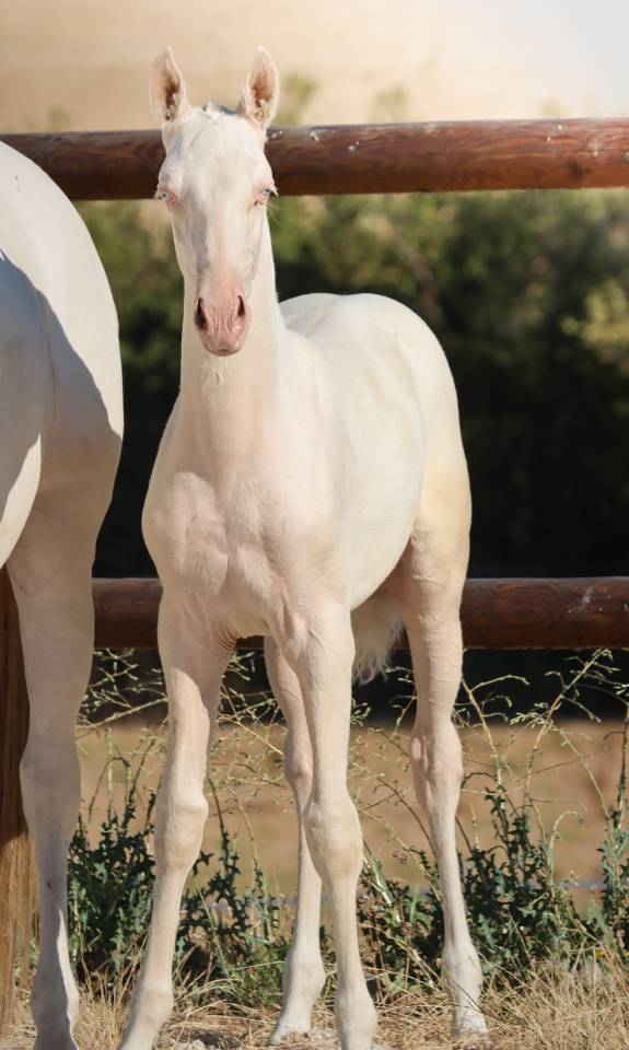 Potranca Lusitano En venta 2026 Cremello por Rei Du Parc
