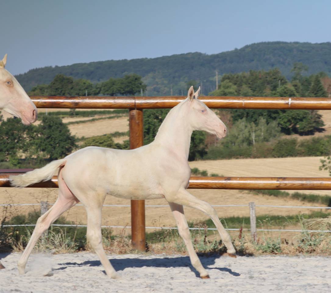 Potranca Lusitano En venta 2026 Cremello por Rei Du Parc