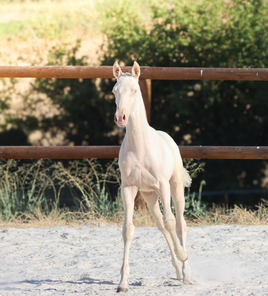 Potranca Lusitano En venta 2026 Cremello por Rei Du Parc