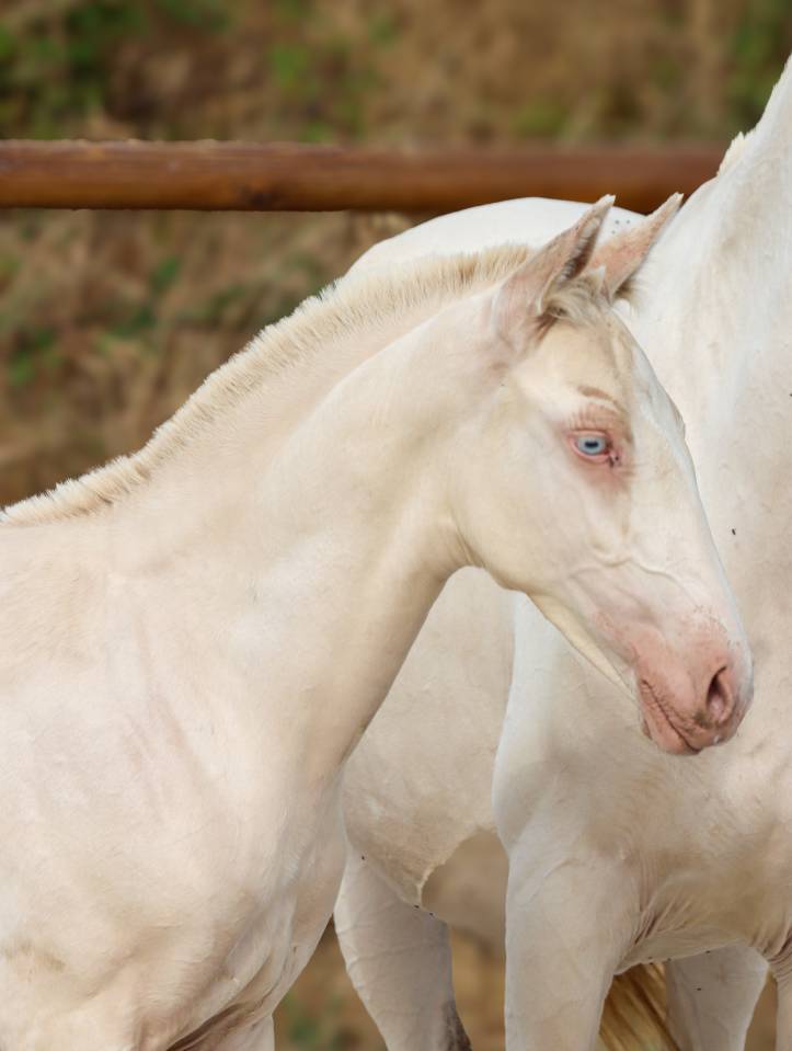 Potro Lusitano En venta 2026 Perlino por Rei Du Parc
