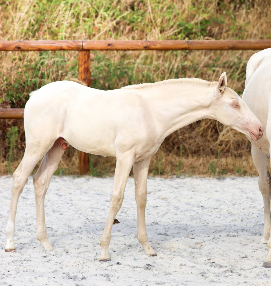 Potro Lusitano En venta 2026 Perlino por Rei Du Parc