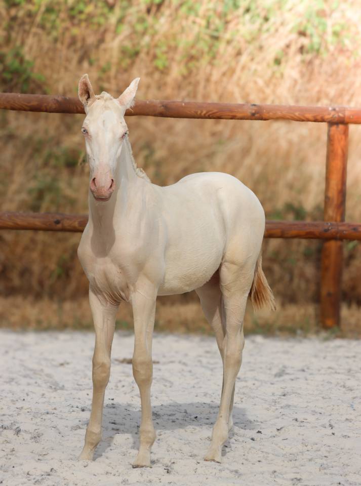 Potro Lusitano En venta 2026 Perlino por Rei Du Parc