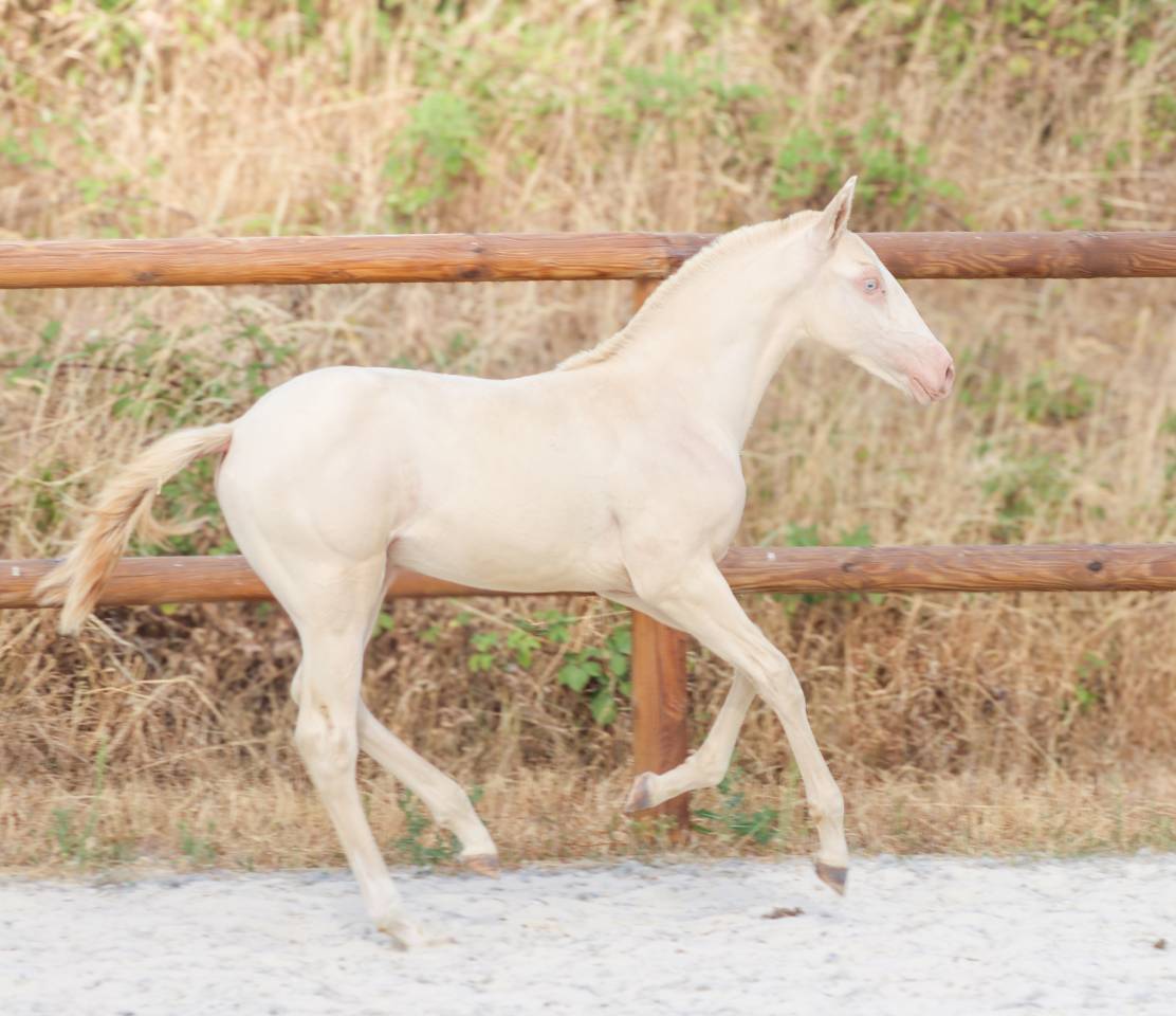 Potro Lusitano En venta 2026 Perlino por Rei Du Parc