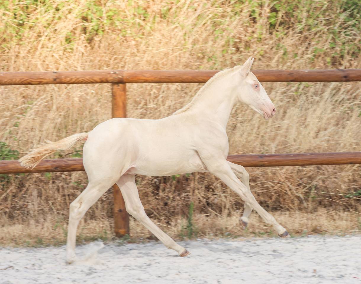 Potro Lusitano En venta 2026 Perlino por Rei Du Parc