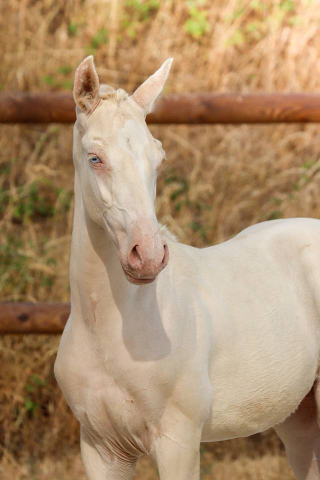 Potro Lusitano En venta 2026 Perlino por Rei Du Parc