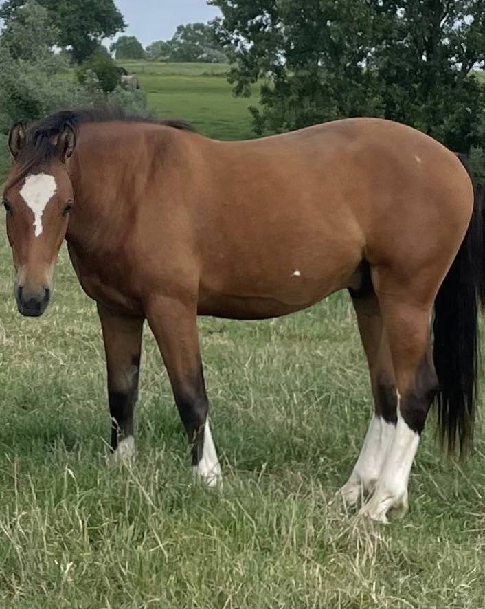 Caballo castrado Franca-Monta&ntilde;a En venta 2024 Bayo