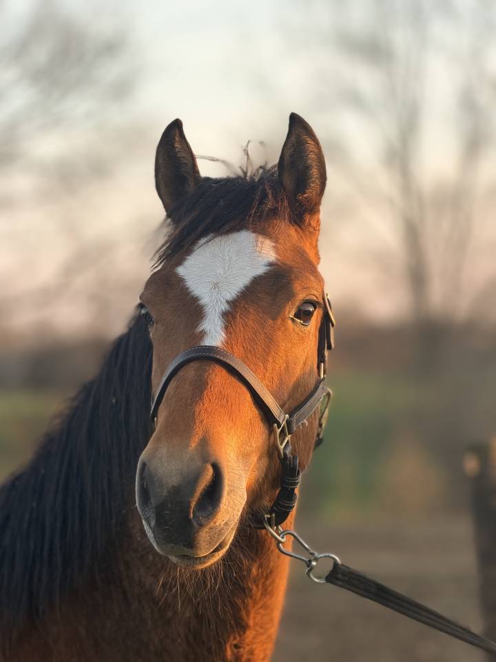 Caballo castrado Franca-Monta&ntilde;a En venta 2024 Bayo