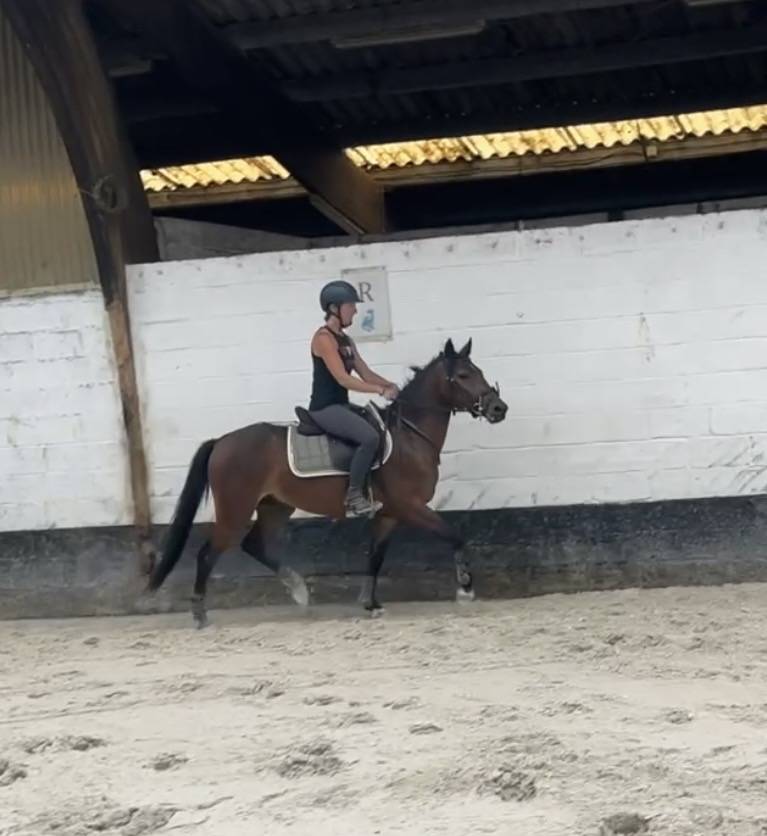 Caballo castrado New Forest En venta 2023 Bayo