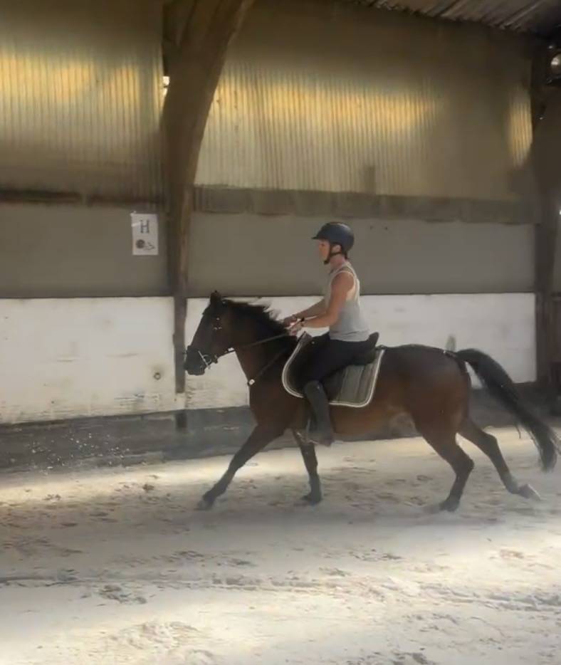 Caballo castrado New Forest En venta 2023 Bayo