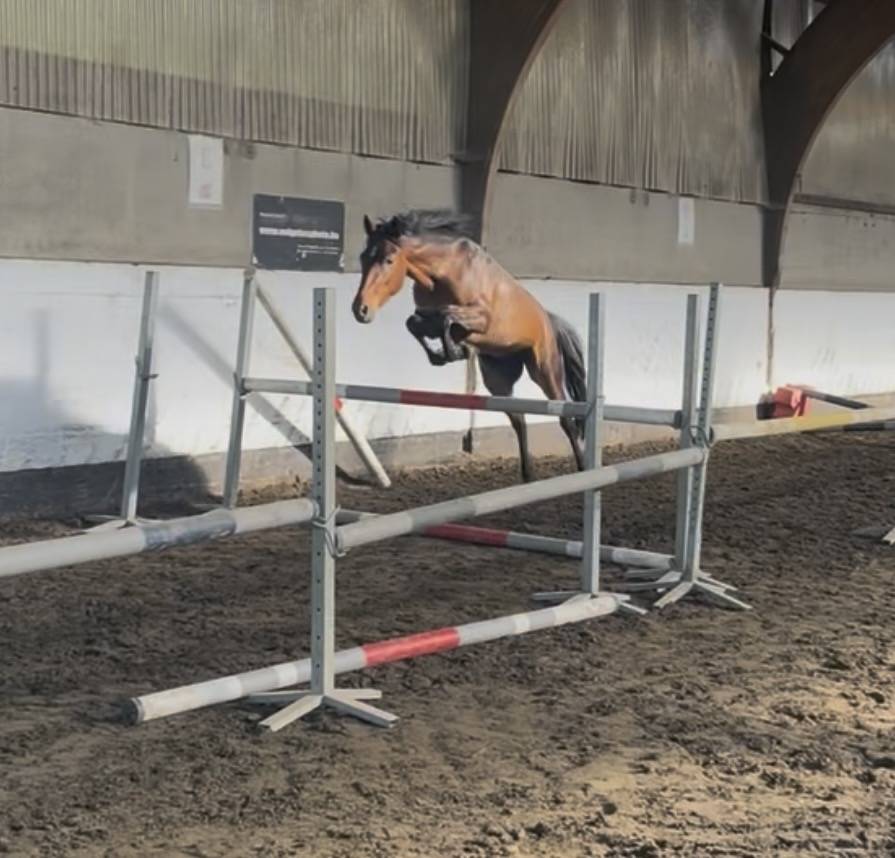 Caballo castrado New Forest En venta 2023 Bayo