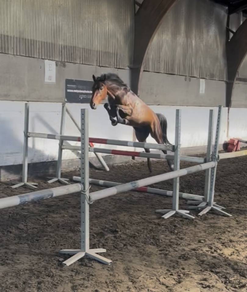 Caballo castrado New Forest En venta 2023 Bayo
