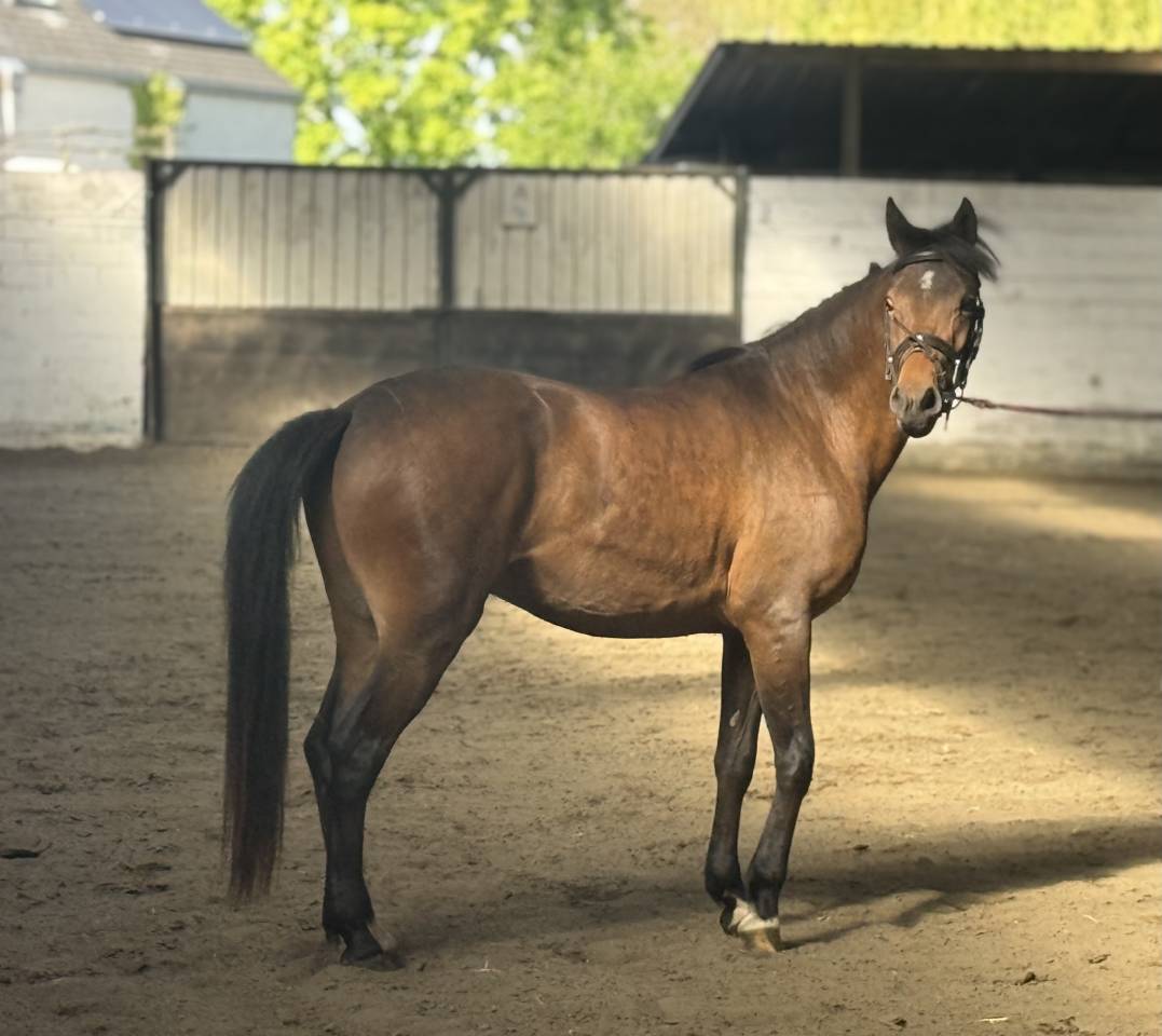 Caballo castrado New Forest En venta 2023 Bayo