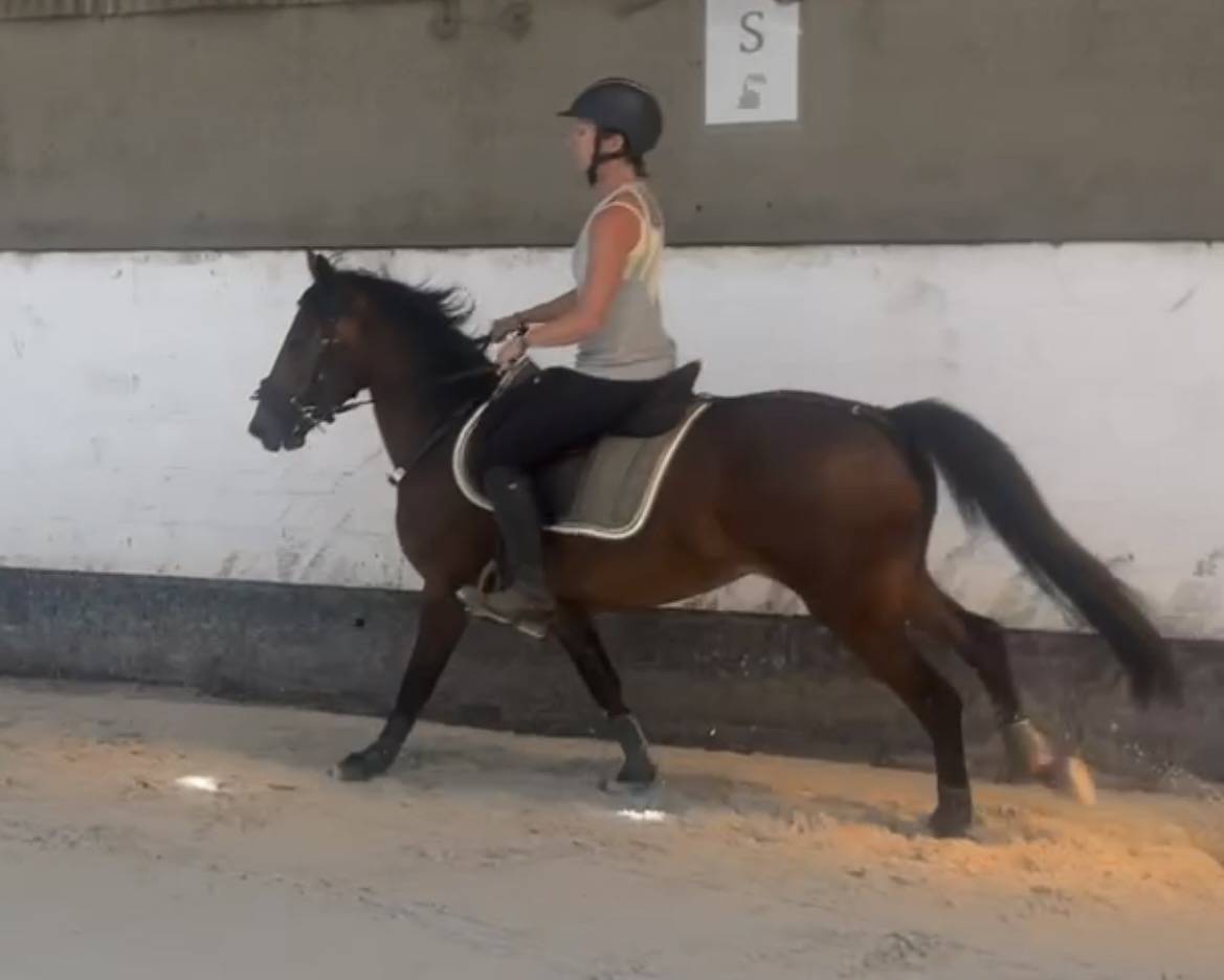 Caballo castrado New Forest En venta 2023 Bayo