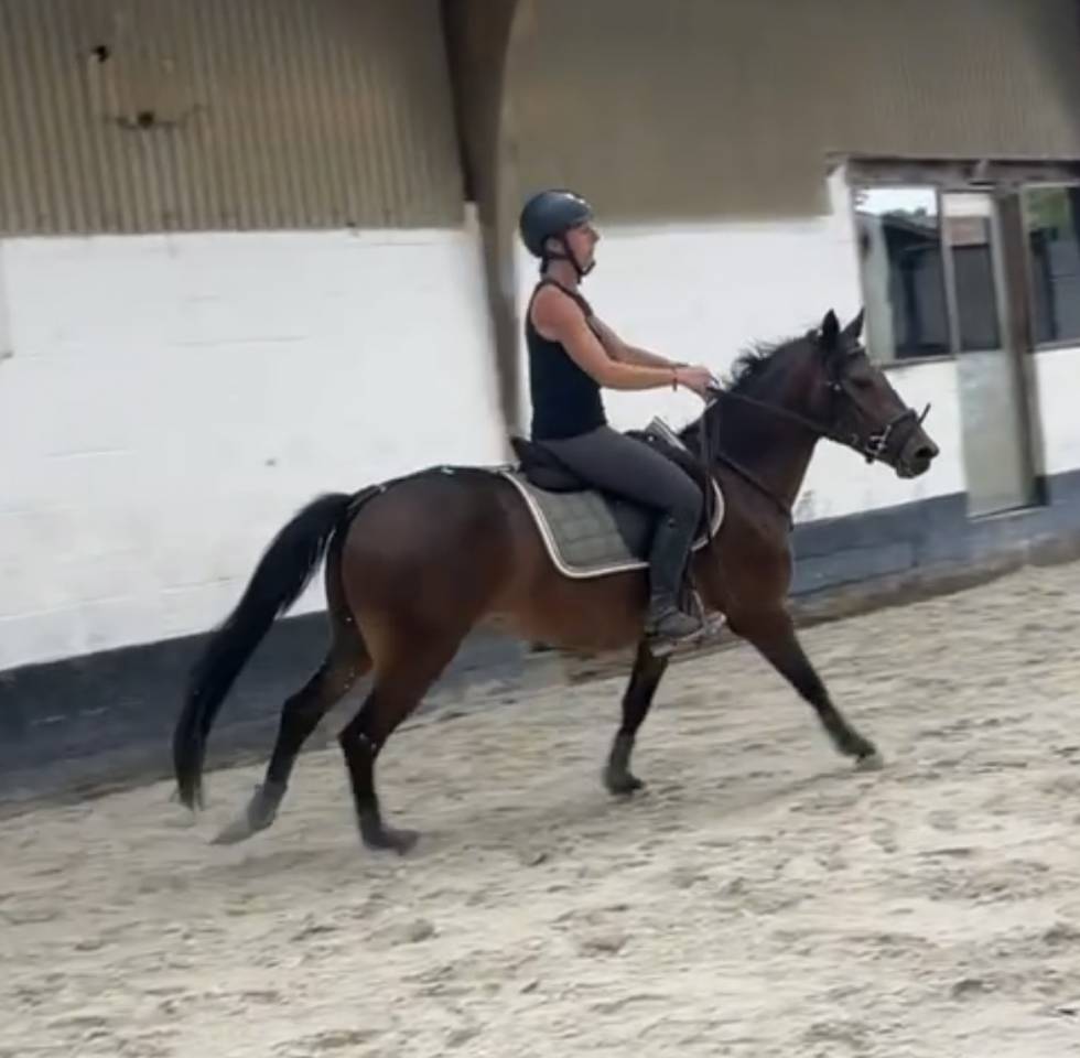 Caballo castrado New Forest En venta 2023 Bayo