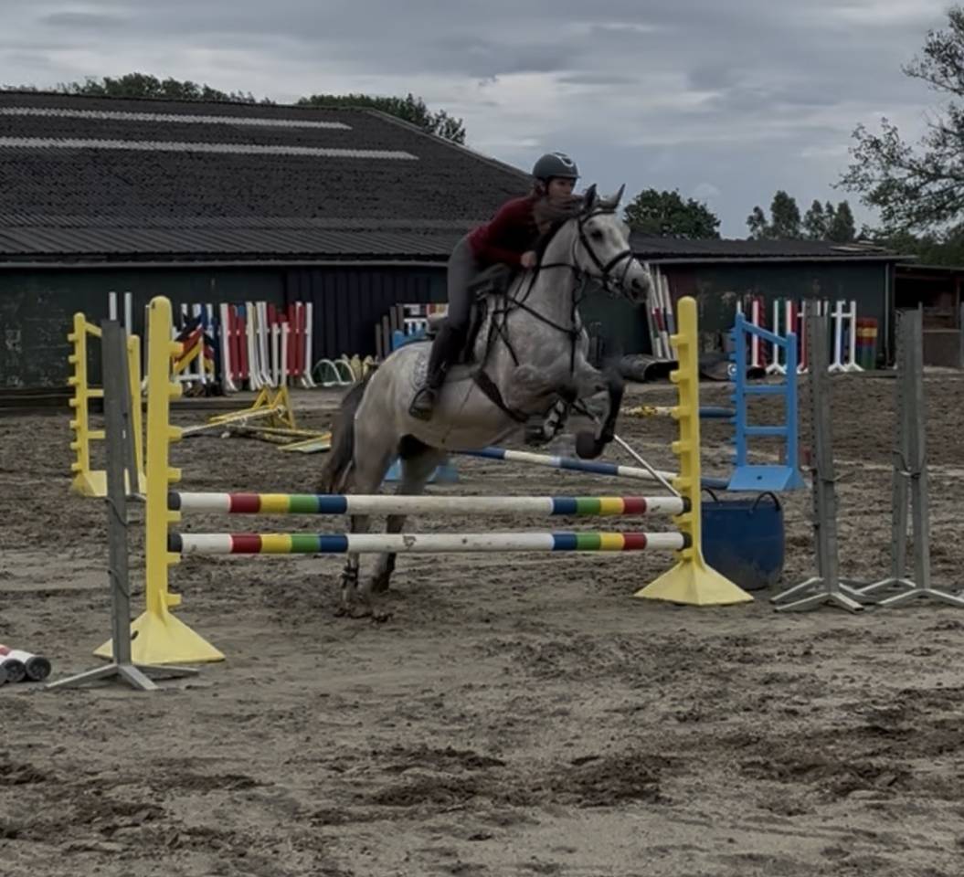 Yegua Origen No Constatado En venta 2022 Tordo