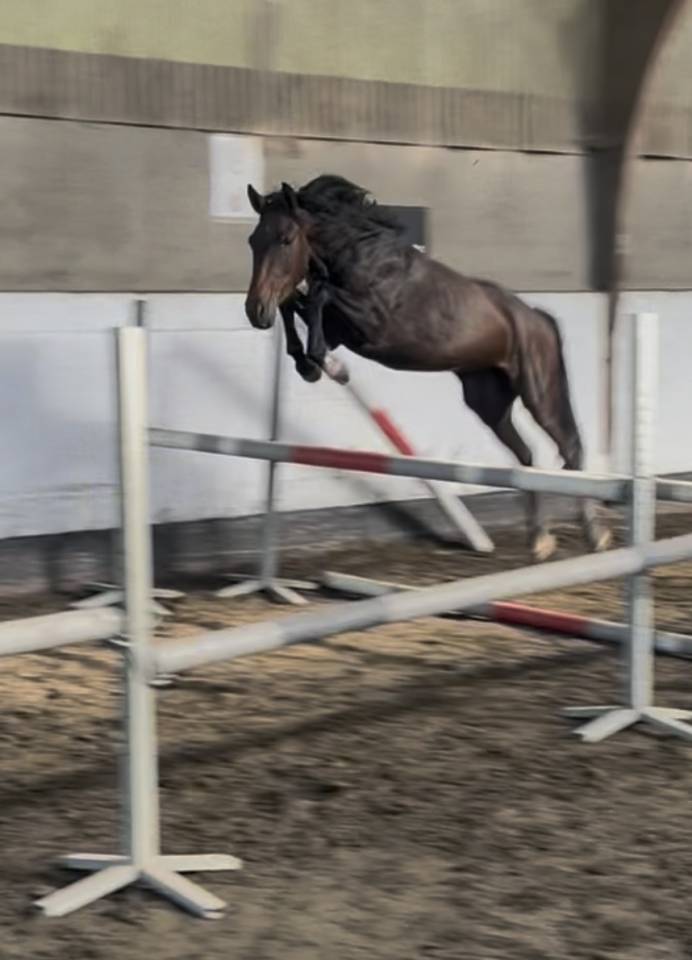 Caballo castrado New Forest En venta 2023 Bayo