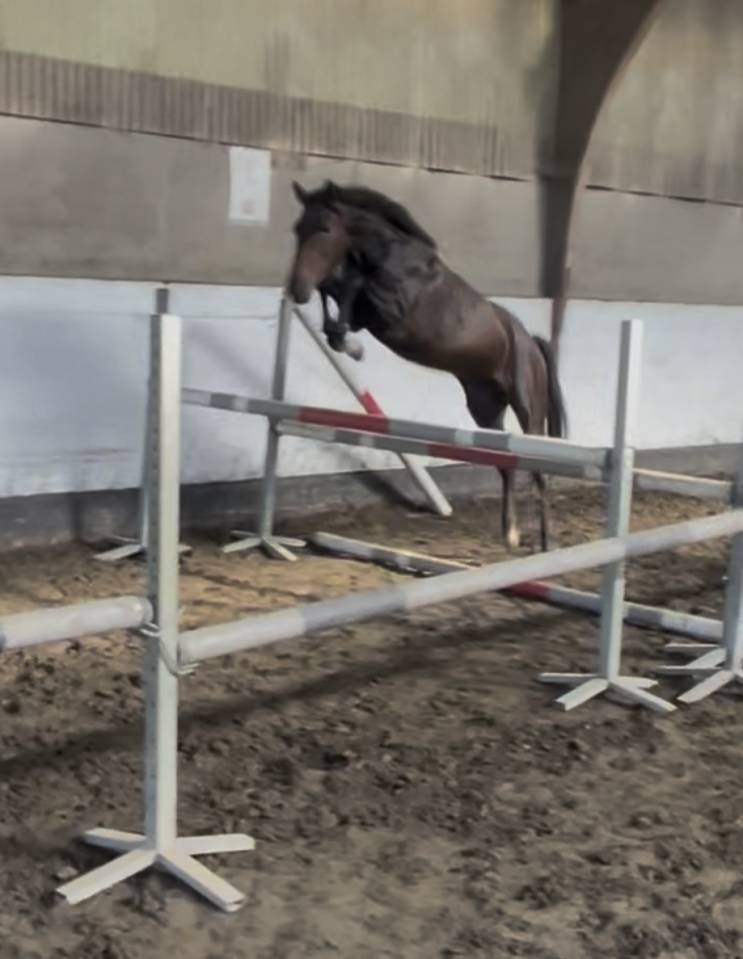 Caballo castrado New Forest En venta 2023 Bayo