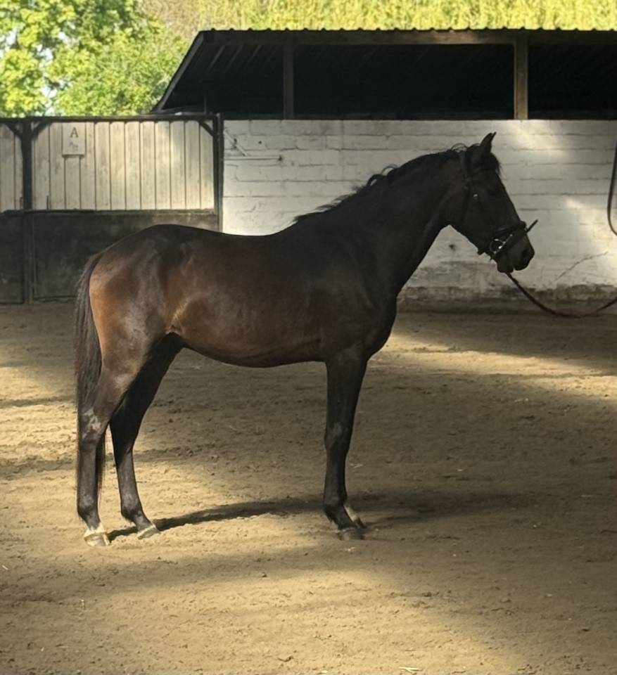 Caballo castrado New Forest En venta 2023 Bayo