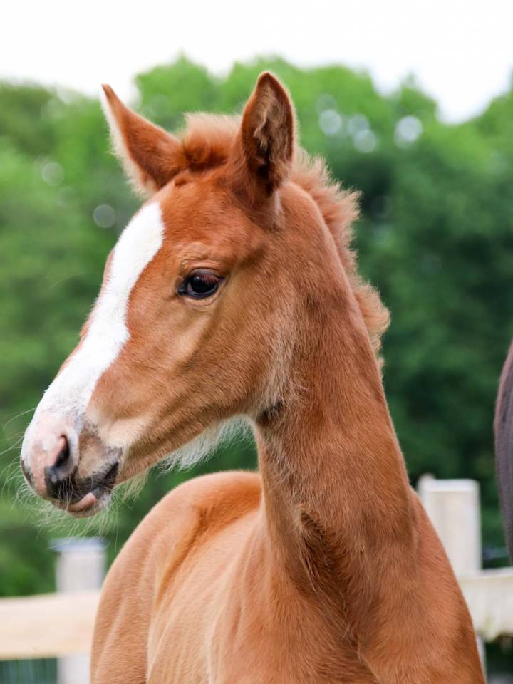 Yegua KWPN Caballo de Deporte Neerland&eacute;s En venta 2026 Alaz&aacute;n por Royal Dynamic