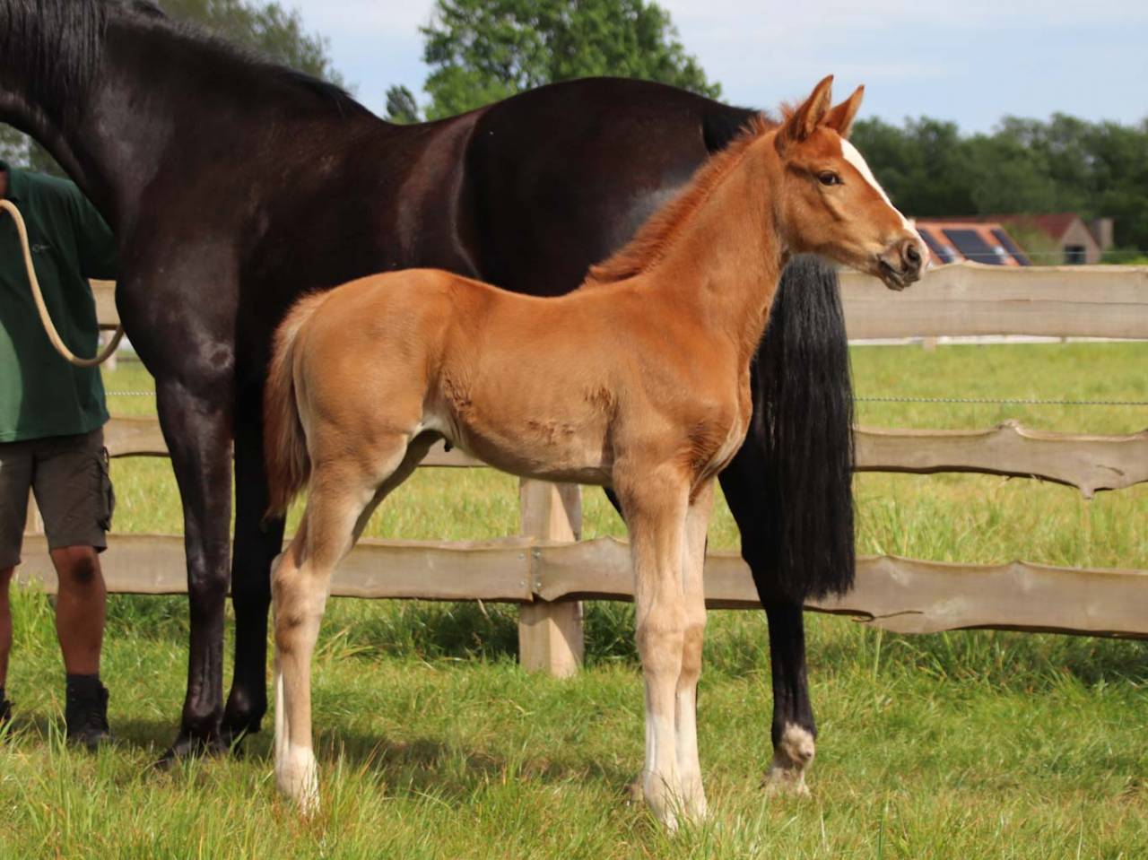 Yegua KWPN Caballo de Deporte Neerland&eacute;s En venta 2026 Alaz&aacute;n por Royal Dynamic