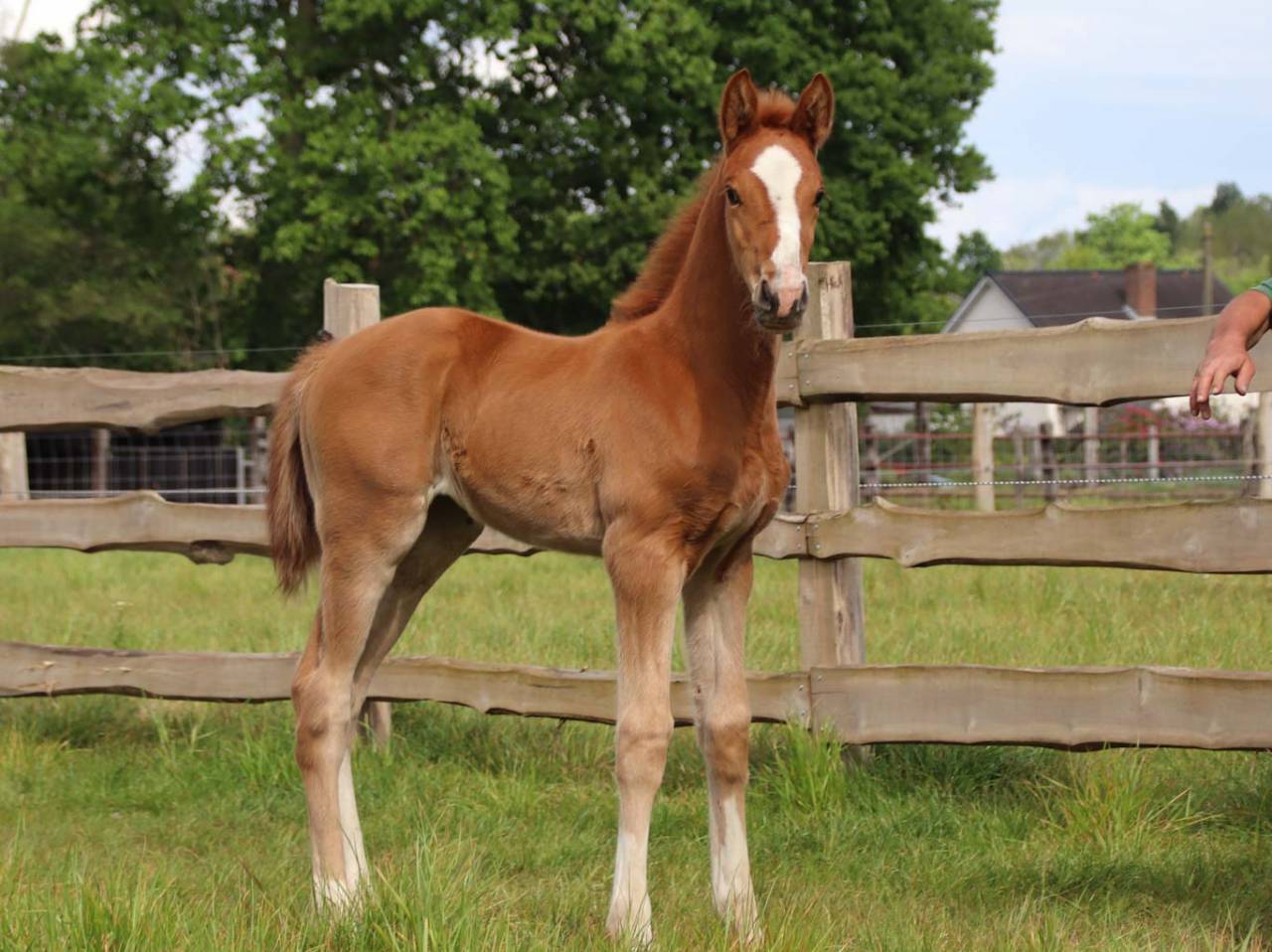 Yegua KWPN Caballo de Deporte Neerland&eacute;s En venta 2026 Alaz&aacute;n por Royal Dynamic
