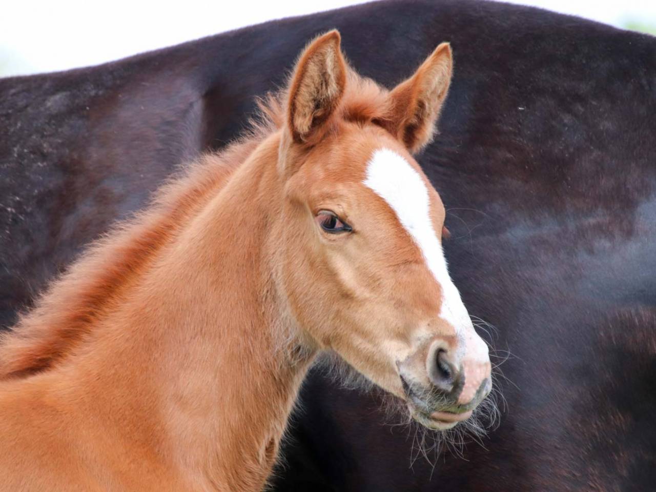 Yegua KWPN Caballo de Deporte Neerland&eacute;s En venta 2026 Alaz&aacute;n por Royal Dynamic