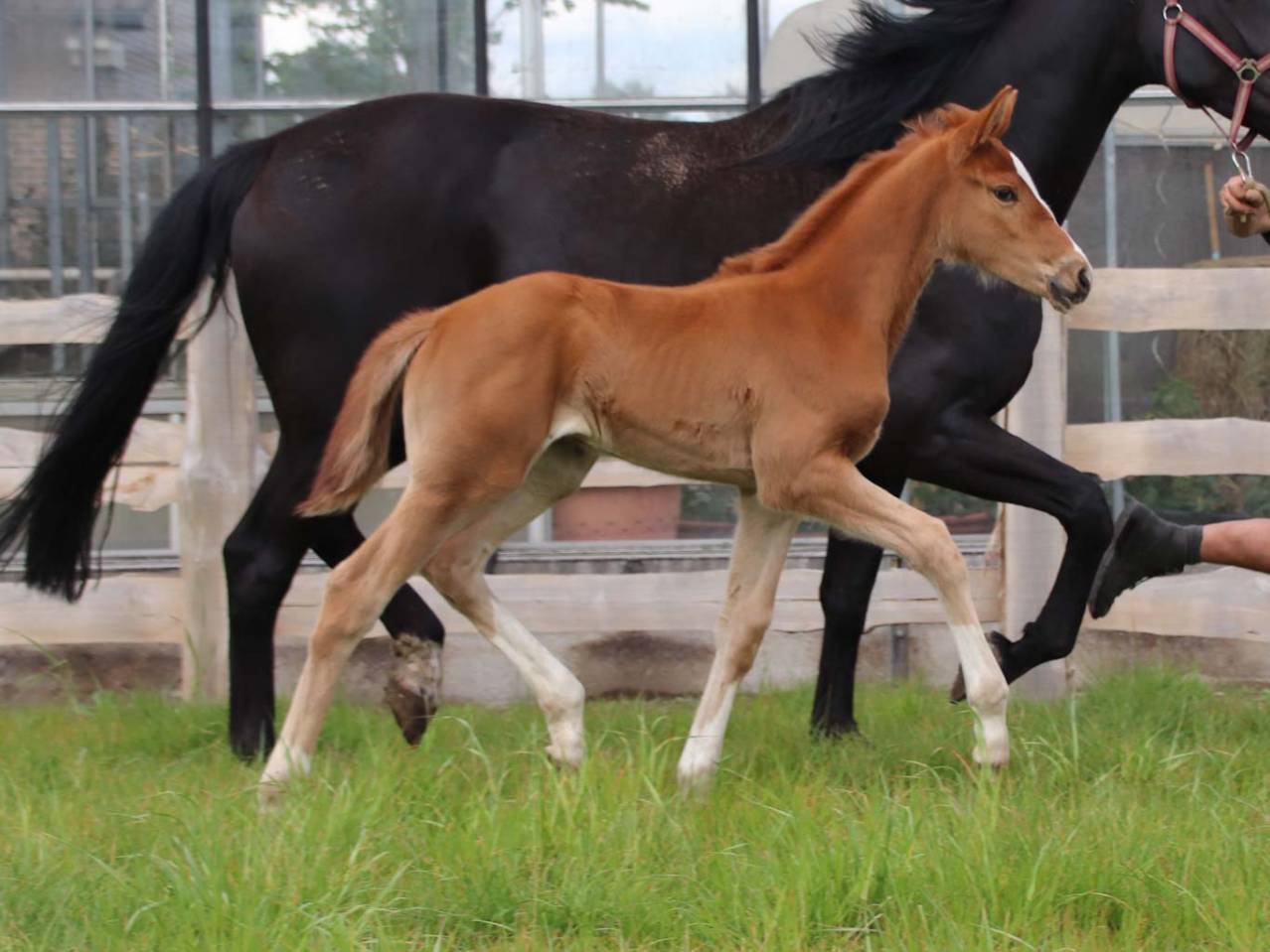 Yegua KWPN Caballo de Deporte Neerland&eacute;s En venta 2026 Alaz&aacute;n por Royal Dynamic