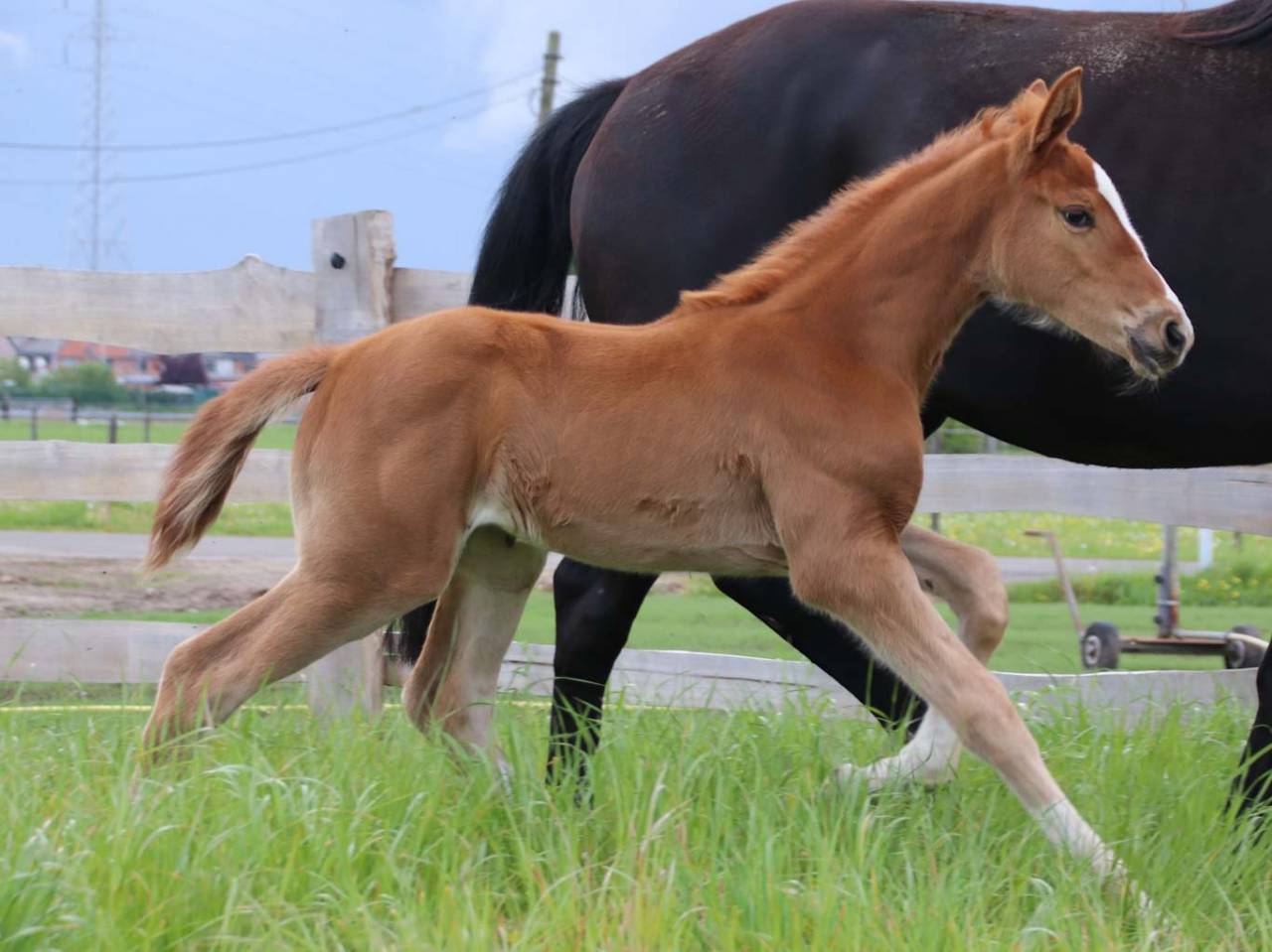 Yegua KWPN Caballo de Deporte Neerland&eacute;s En venta 2026 Alaz&aacute;n por Royal Dynamic