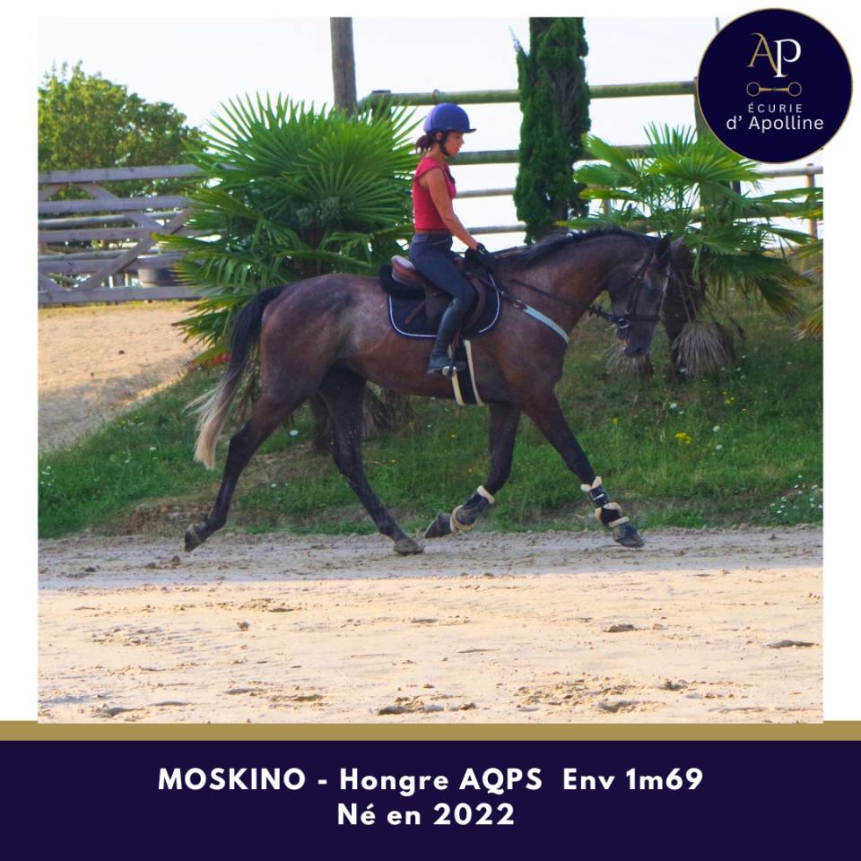 Caballo castrado AQPS En venta 2022 Tordo