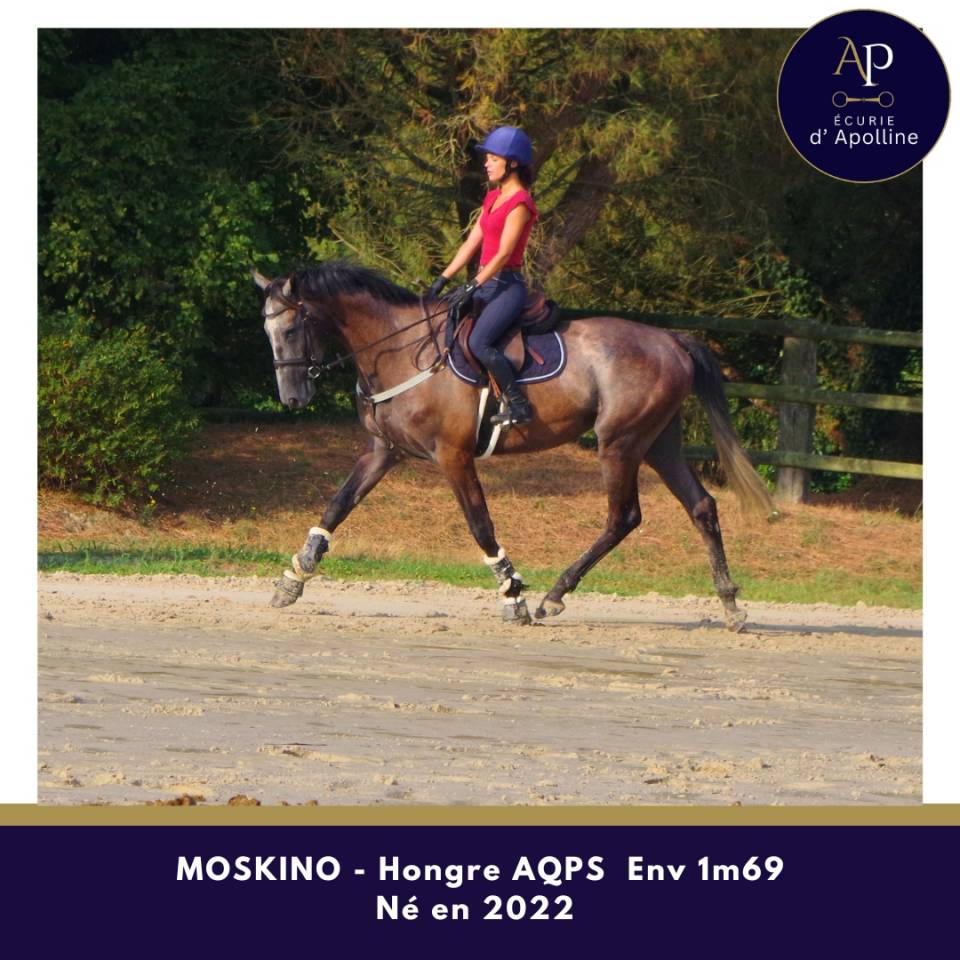 Caballo castrado AQPS En venta 2022 Tordo
